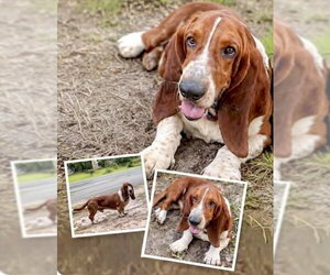Basset Hound Dogs for adoption in Deepwater, NJ, USA