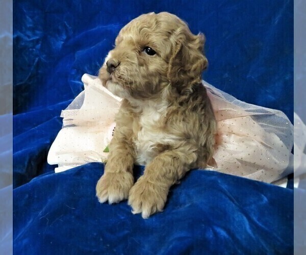 Medium Photo #8 Goldendoodle (Miniature) Puppy For Sale in GROVESPRING, MO, USA