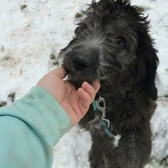 Saint Berdoodle Puppy for sale in CHASKA, MN, USA