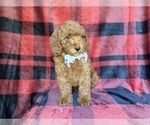 Small #2 Poodle (Miniature)
