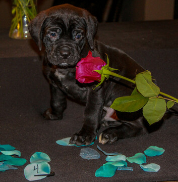 Medium Photo #4 Cane Corso Puppy For Sale in OAK LAWN, IL, USA