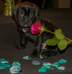 Small Photo #4 Cane Corso Puppy For Sale in OAK LAWN, IL, USA