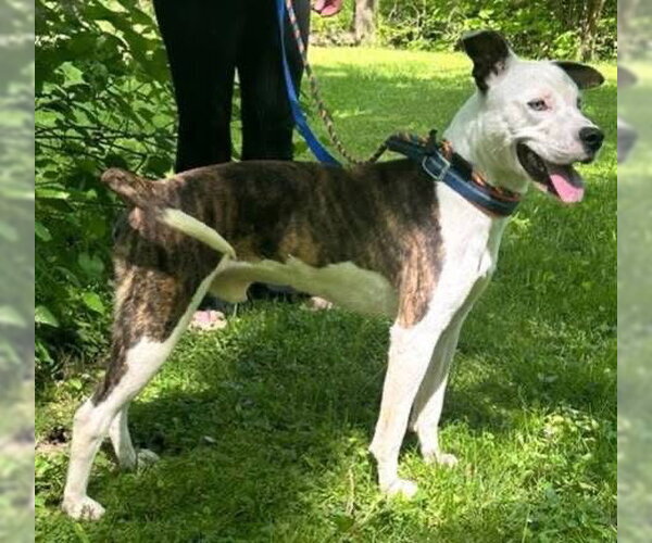 Medium Photo #9 American Pit Bull Terrier-Unknown Mix Puppy For Sale in Germantown, OH, USA