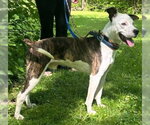 Small #8 American Pit Bull Terrier Mix