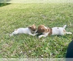 Small Photo #26 Jack Russell Terrier Puppy For Sale in FORT PIERCE, FL, USA