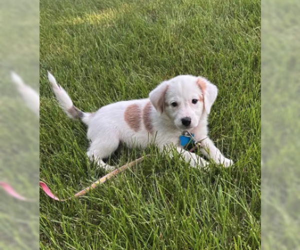 Medium Photo #3 Australian Shepherd-Unknown Mix Puppy For Sale in Plainfield, IL, USA