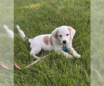 Small #2 Australian Shepherd Mix