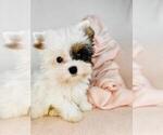 Small #10 Poodle (Toy)