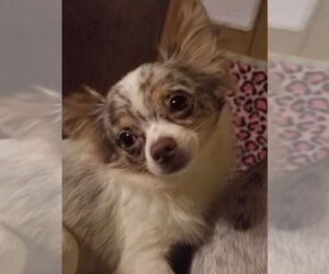 Father of the Chihuahua puppies born on 06/17/2025