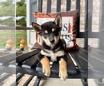 Image preview for Ad Listing. Nickname: AKC Kona