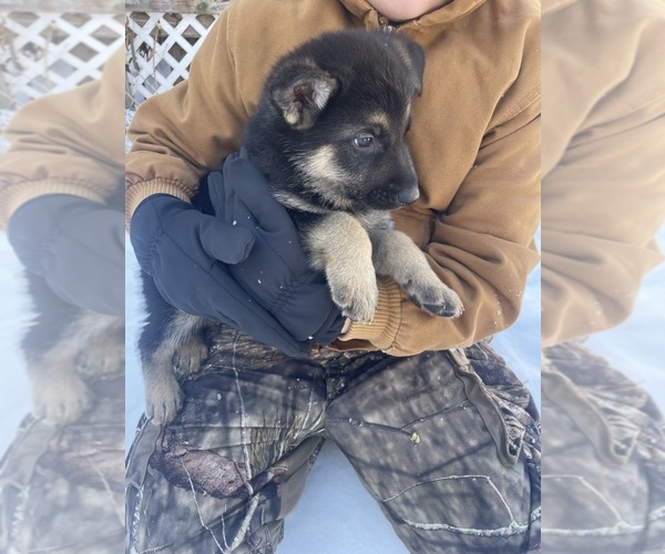 Medium Photo #4 German Shepherd Dog Puppy For Sale in MADISON HEIGHTS, VA, USA