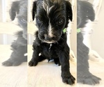 Small Photo #10 Bernedoodle Puppy For Sale in WALNUT GROVE, MO, USA