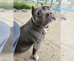 Mutt Dogs for adoption in Sacramento, CA, USA