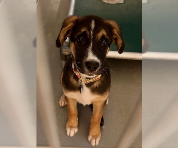 Medium Photo #1 Australian Shepherd-Unknown Mix Puppy For Sale in South Lake Tahoe, CA, USA
