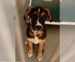 Small Australian Shepherd Mix