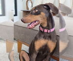 Small #2 Doberman Pinscher
