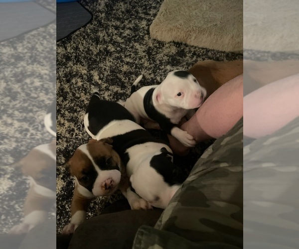Medium Photo #4 American Bulldog Puppy For Sale in BLUE SPRINGS, MO, USA