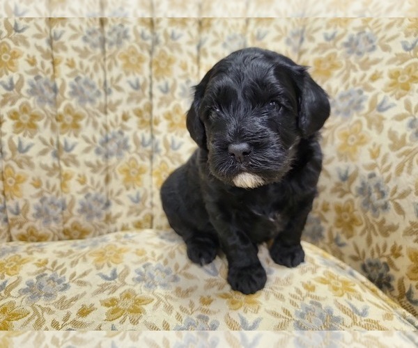 Medium Photo #2 Miniature Bernedoodle Puppy For Sale in CUBA CITY, WI, USA