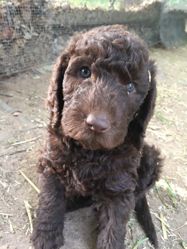 Medium Photo #1 Labradoodle Puppy For Sale in WATERLOO, SC, USA