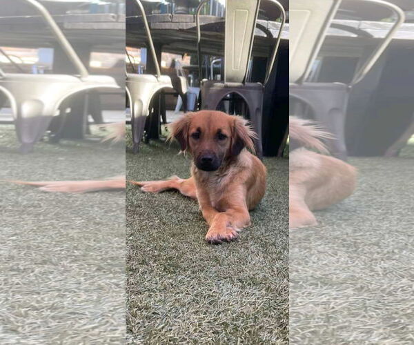 Medium Photo #1 Golden Cocker Retriever Puppy For Sale in Escondido, CA, USA