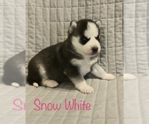 Siberian Husky Puppy for sale in DEARBORN, MO, USA