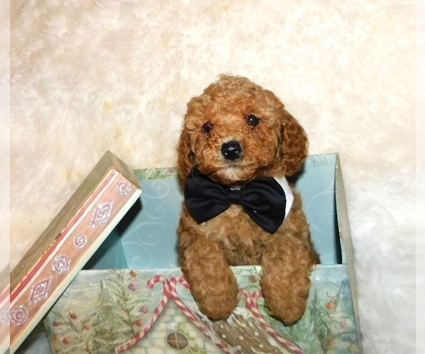 Medium Photo #3 Poodle (Toy) Puppy For Sale in WARRENSBURG, MO, USA
