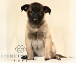 Small Photo #3 Belgian Malinois Puppy For Sale in RONKS, PA, USA