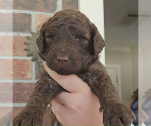 Poodle (Standard) Puppy for sale in FLORENCE, MS, USA