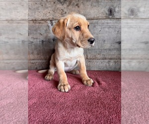 Labrador Retriever Puppy for sale in VERMONTVILLE, MI, USA