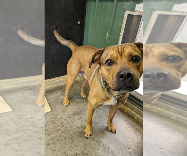 Medium Photo #2 Mutt Puppy For Sale in Osgood, IN, USA