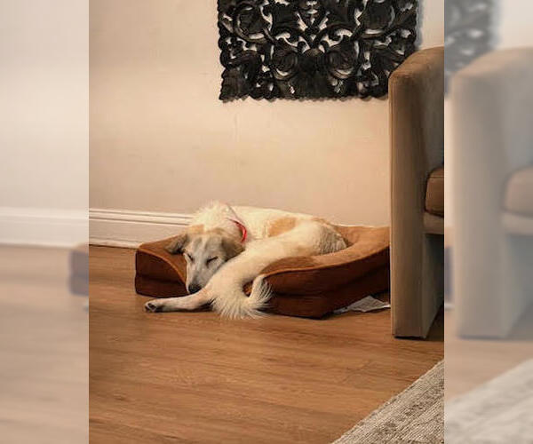 Medium Photo #2 Great Pyrenees-Unknown Mix Puppy For Sale in Dallas, TX, USA