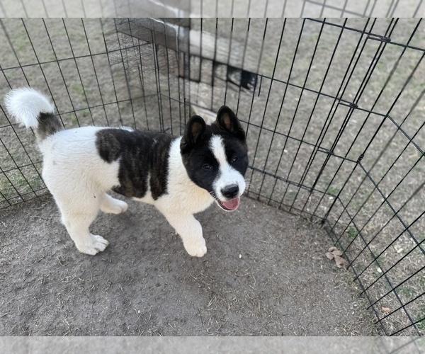 Medium Photo #11 Akita Puppy For Sale in ZEBULON, NC, USA