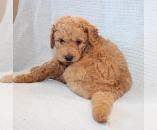 Medium Photo #4 Goldendoodle Puppy For Sale in VALRICO, FL, USA