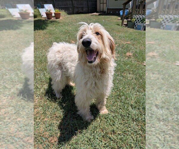 Medium Photo #1 Poodle (Standard)-Unknown Mix Puppy For Sale in Vail, AZ, USA