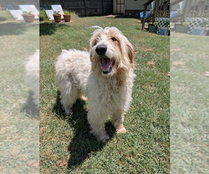 Poodle (Standard)-Unknown Mix Dogs for adoption in Vail, AZ, USA