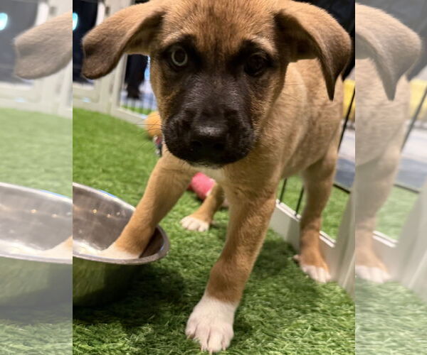 Medium Photo #6 Mutt Puppy For Sale in Sanford, FL, USA