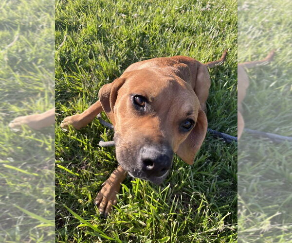 Medium Photo #5 Beabull Puppy For Sale in Aurora, IN, USA
