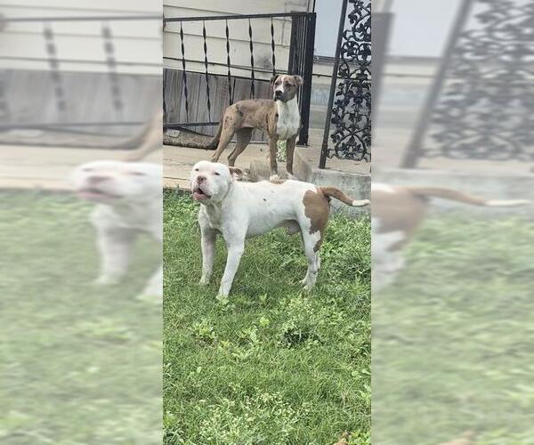 Medium Photo #1 American Staffordshire Terrier Puppy For Sale in San Antonio, TX, USA