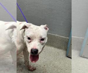American Pit Bull Terrier-Unknown Mix Dogs for adoption in Las Vegas, NV, USA