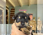 Small Dachshund Mix