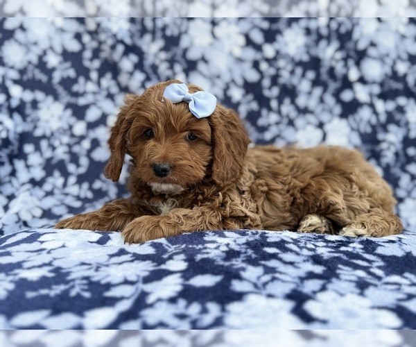 Medium Photo #7 Cock-A-Poo Puppy For Sale in LAKELAND, FL, USA