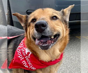 Novak - Male German Shepherd Dog-Unknown Mix Dog for Adoption - Photo #5