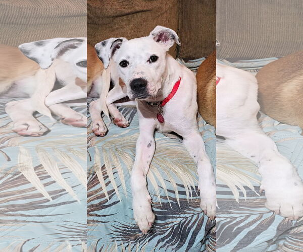 Medium Photo #6 Labrador Retriever-Unknown Mix Puppy For Sale in Royal Palm Beach, FL, USA