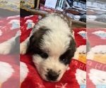 Small Photo #36 Saint Bernard Puppy For Sale in NEW MARKET, IA, USA