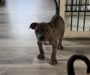 American Bully Puppy for sale in SACRAMENTO, CA, USA