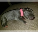 Small Photo #8 Great Dane Puppy For Sale in INDEPENDENCE, MO, USA