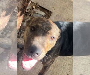 American Pit Bull Terrier-Unknown Mix Dogs for adoption in Calgary, Alberta, Canada