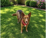 Small #8 Australian Kelpie-Siberian Husky Mix