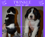Puppy Twinkle English Springer Spaniel