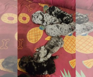 French Bulldog Puppy for sale in GLEN BURNIE, MD, USA
